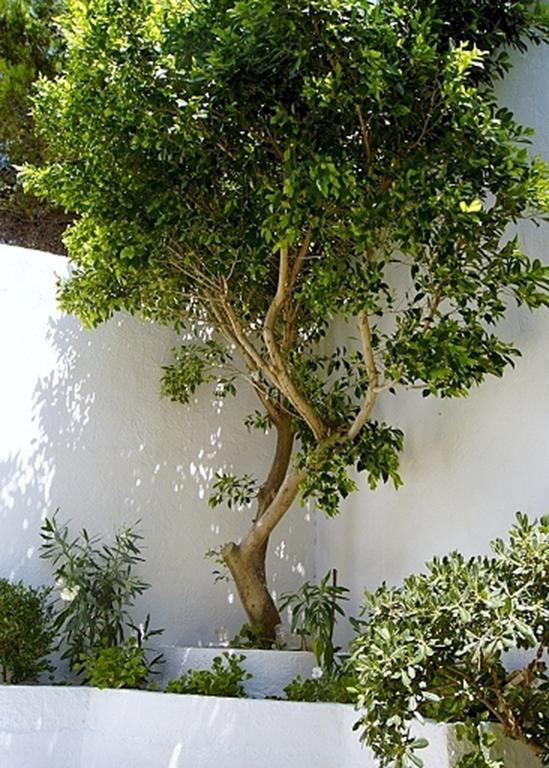 Ferienwohnung Idroussa Batsíon Exterior foto
